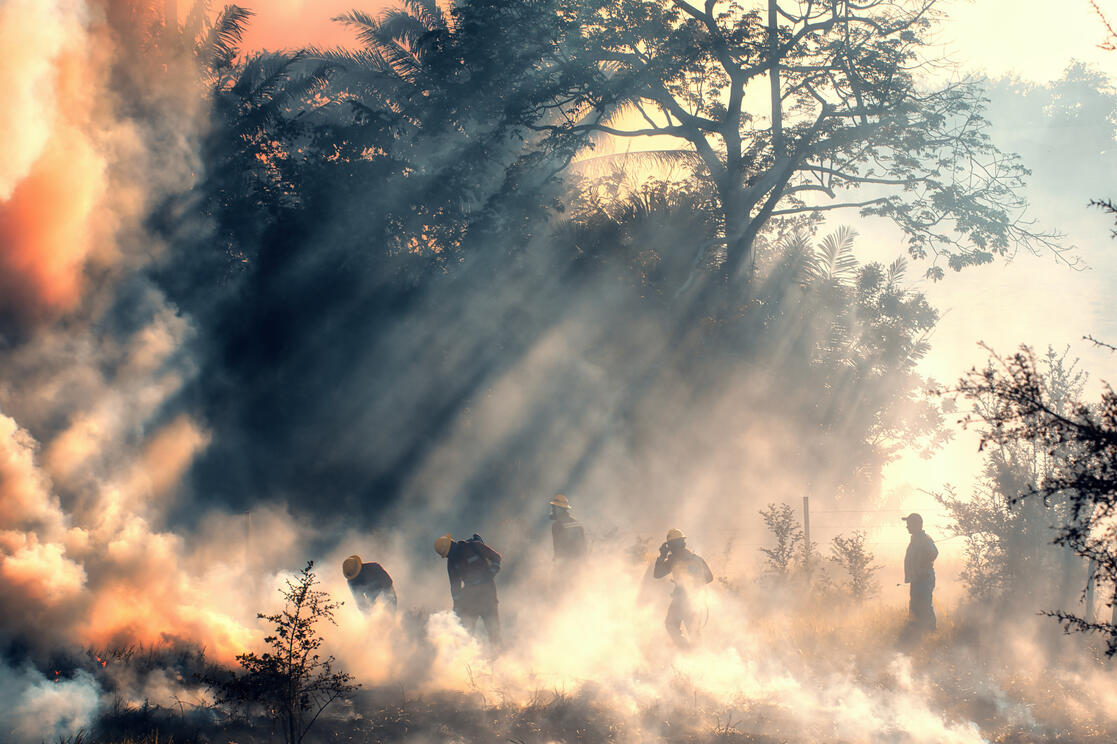 Tardiverse supports WIRES