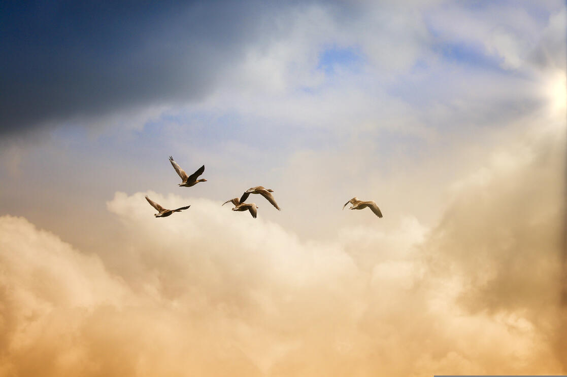 Tardiverse supports BirdLife Australia